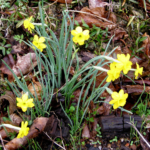 Narcissus minor